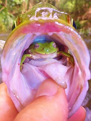 Man Finds Live Frog In Throat Of Fish He Caught